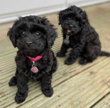 Cavapoo Puppies For Adoption