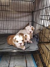 english bulldog for sale