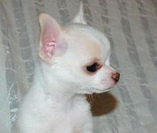 Lovely Chihuahua Puppies for Sale.call or text.(604) 265-8412