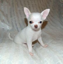 Two Chihuahua Pups Available Now.call or text.(604) 265-8412