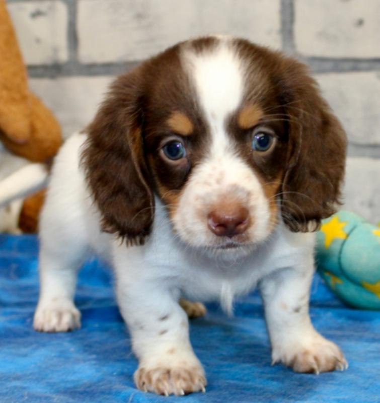 Dachshund puppies available Image eClassifieds4u