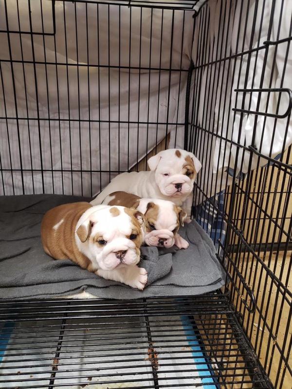 english bulldog for sale Image eClassifieds4u
