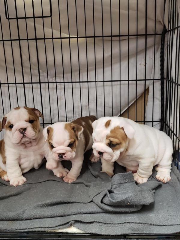 english bulldog for sale Image eClassifieds4u