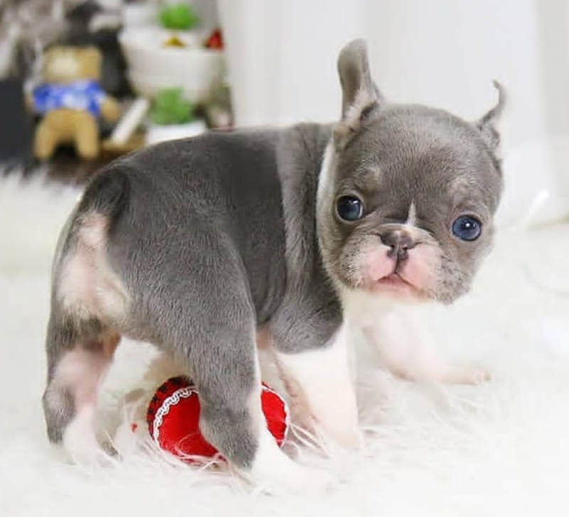 French bulldog puppies available Image eClassifieds4u