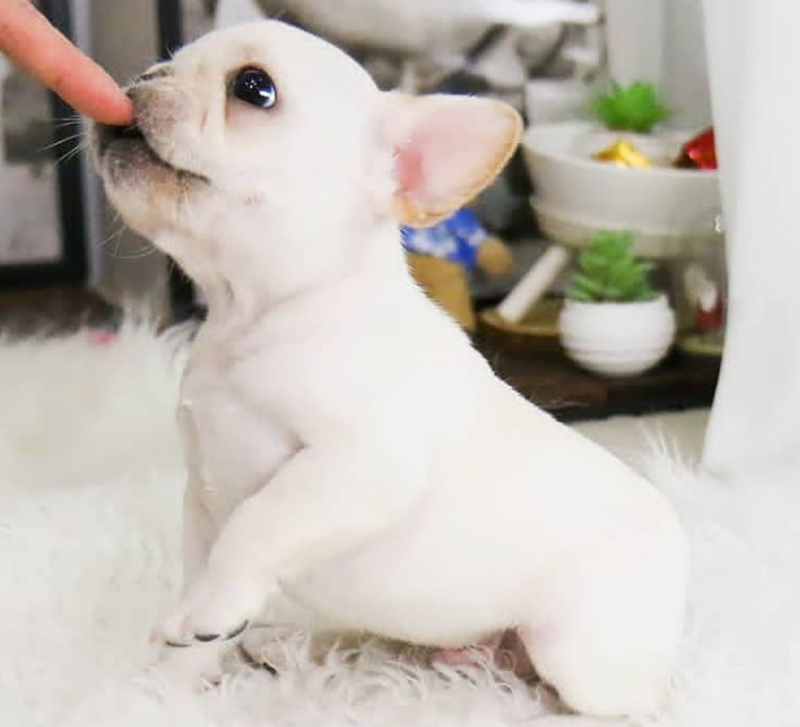 French bulldog puppies available Image eClassifieds4u