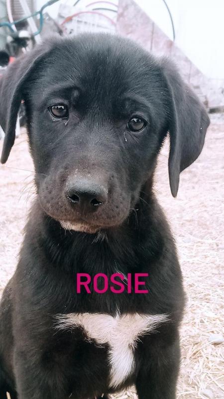 Weimaraner/Great Pyrenees Image eClassifieds4u