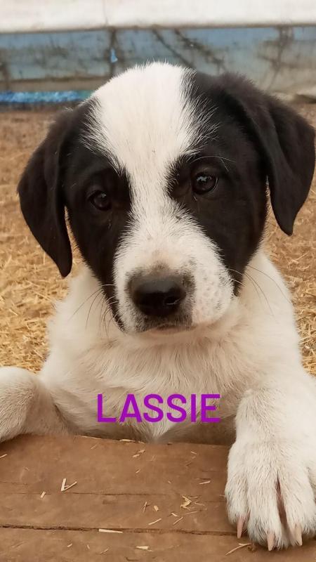 Weimaraner/Great Pyrenees Image eClassifieds4u