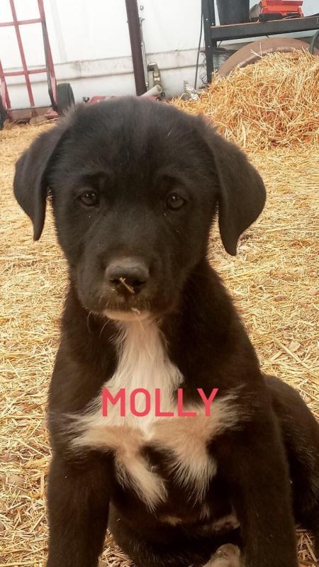 Weimaraner/Great Pyrenees Image eClassifieds4u