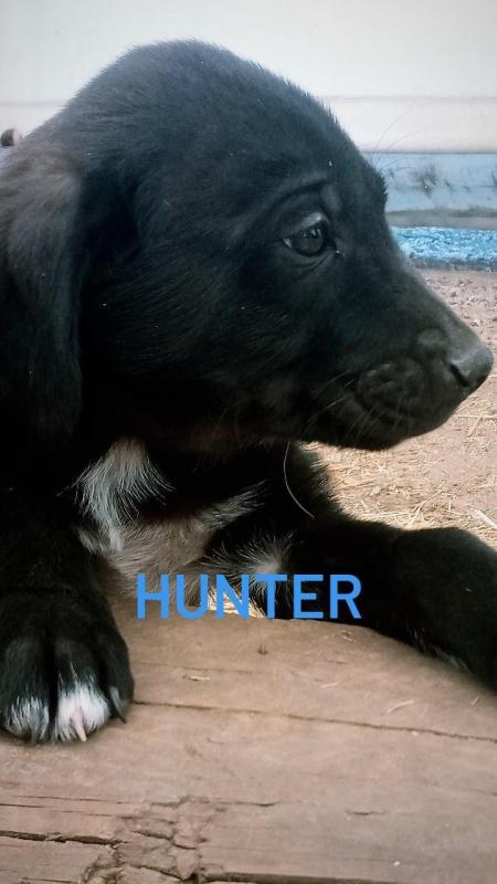 Weimaraner/Great Pyrenees Image eClassifieds4u