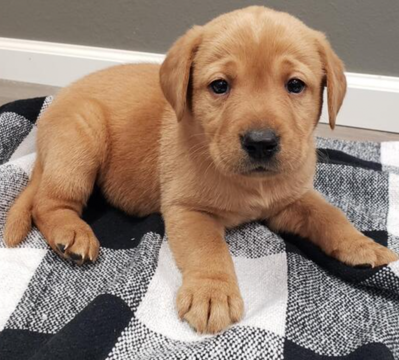 Labrador puppies available Image eClassifieds4u