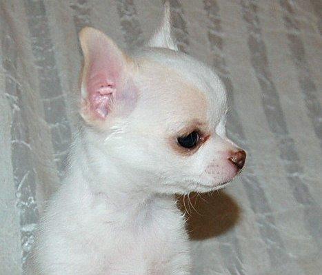 Lovely Chihuahua Puppies for Sale.call or text.(604) 265-8412 Image eClassifieds4u