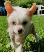 Chinese Crested puppies available Image eClassifieds4u 3