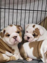 english bulldog for sale Image eClassifieds4u 4