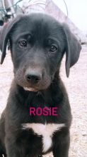 Weimaraner/Great Pyrenees Image eClassifieds4u 1