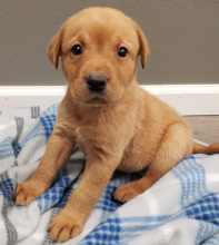 Labrador puppies available Image eClassifieds4u 3