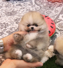 Pomeranian puppies available Image eClassifieds4u 2