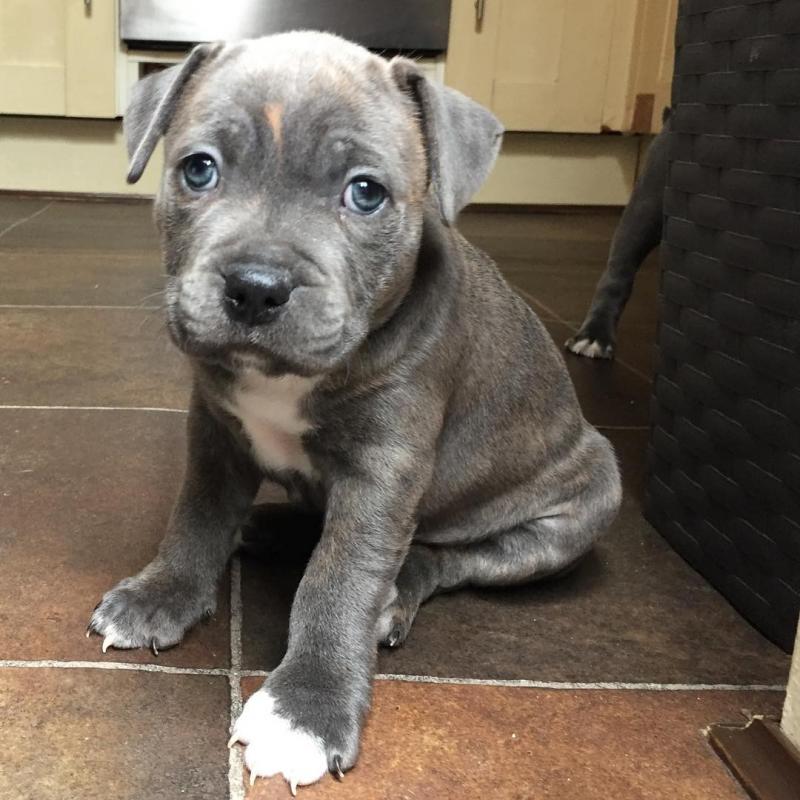 Pitbull for adoption (caringtonlee1@gmail.com) Image eClassifieds4u