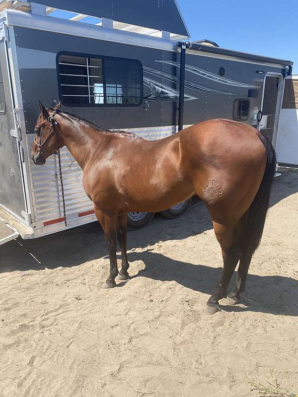 Quarter Horse Gelding Image eClassifieds4u