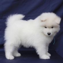 Healthy Registered Samoyed puppies available