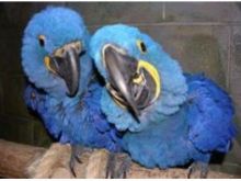 We have a Male and Female Hyacinth Macaw parrot for adoption