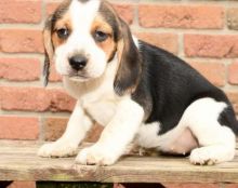 beagle puppies!