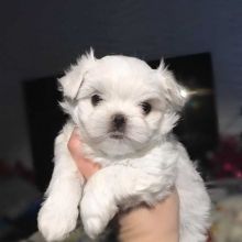 Best of Maltese puppies ready for you these summer