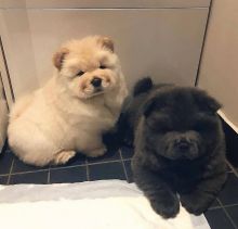 CHOW CHOW PUPPIES for adoption (jespalink@gmail.com)