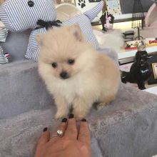 Little fur-legged Pomeranian pups available