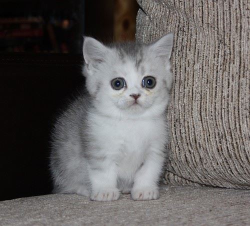 Adorable Munchkin Kittens for you and your family. Image eClassifieds4u