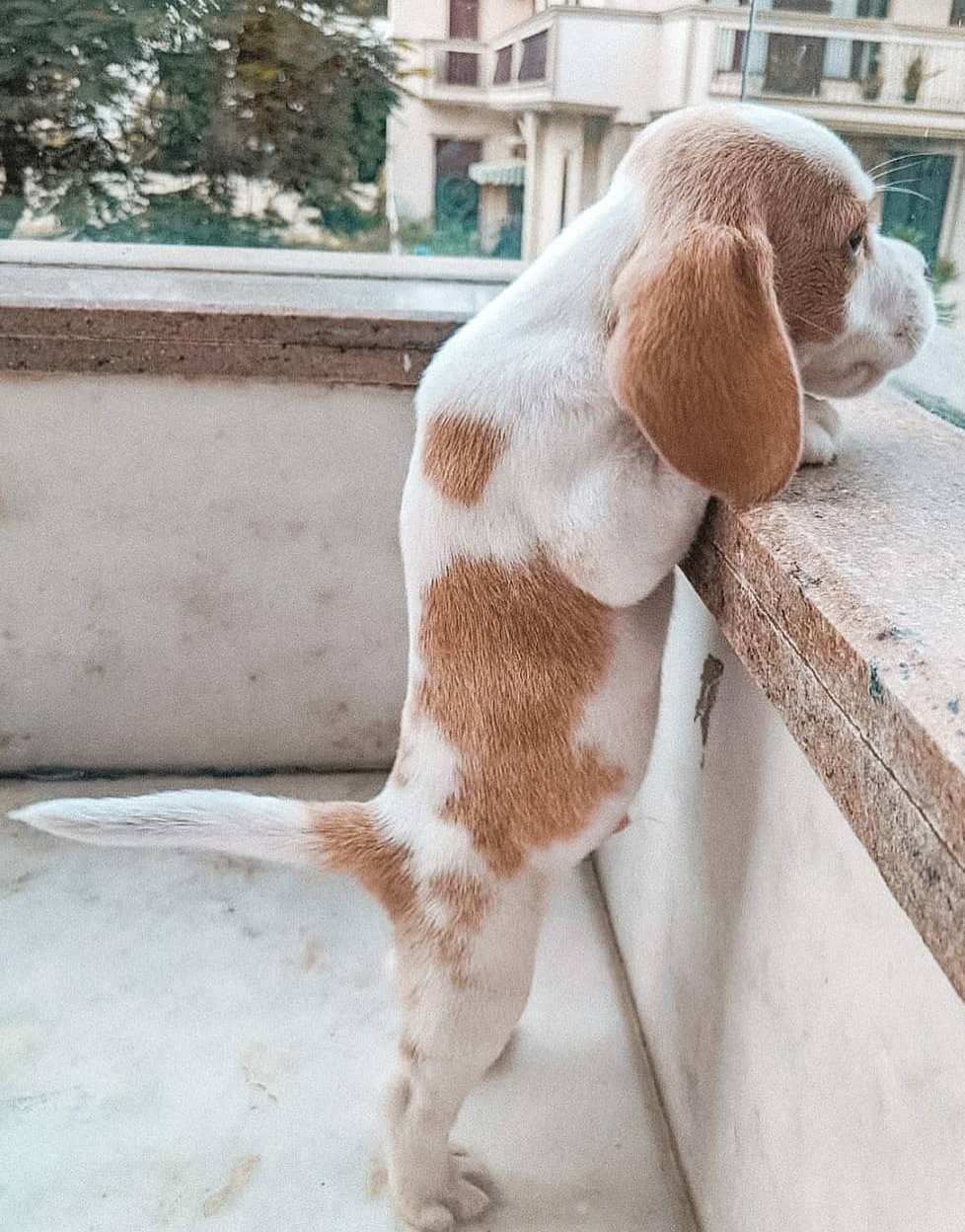 beagle puppies! Image eClassifieds4u