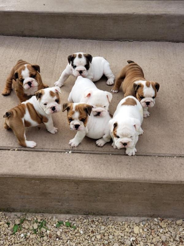 English bulldogs Puppies For Sale Near Me Image eClassifieds4u