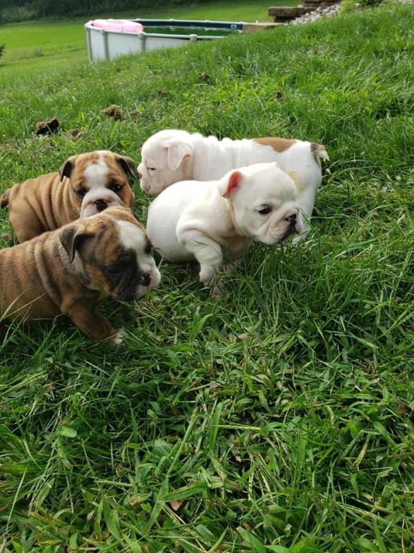 English bulldogs Puppies For Sale Near Me Image eClassifieds4u