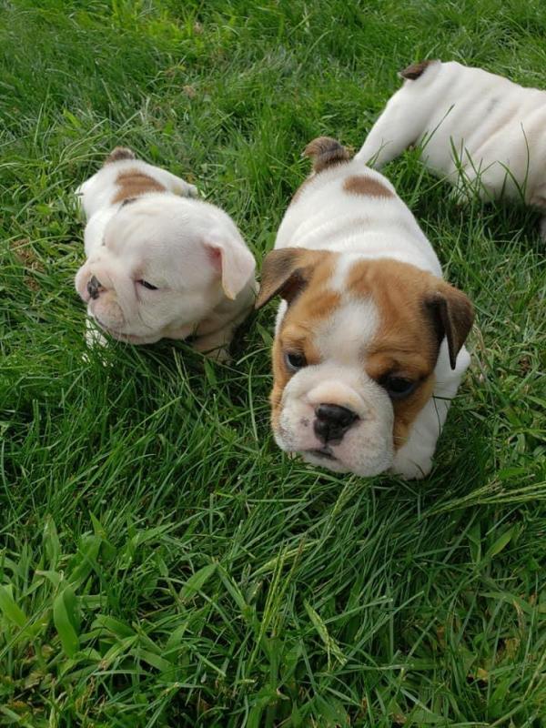 English bulldogs Puppies For Sale Near Me Image eClassifieds4u
