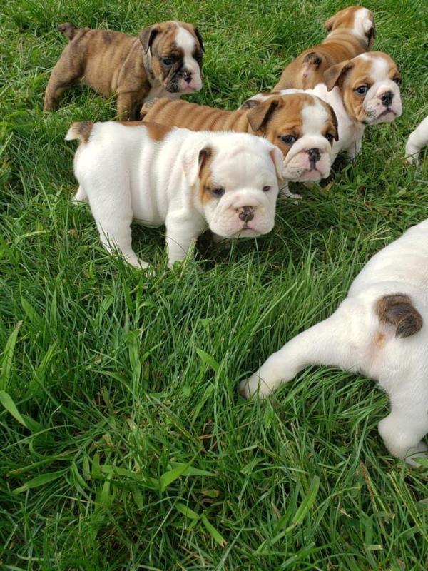 English bulldogs Puppies For Sale Near Me Image eClassifieds4u