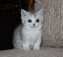 Adorable Munchkin Kittens for you and your family. Image eClassifieds4U