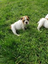 English bulldogs Puppies For Sale Near Me Image eClassifieds4u 2