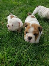 English bulldogs Puppies For Sale Near Me Image eClassifieds4u 4