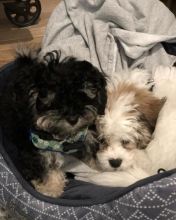 SHIH TZU PUPPIES FOR ADOPTION (yannickbree@gmail.com) Image eClassifieds4u 2