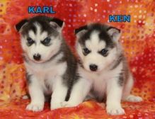 Siberian Husky puppies Image eClassifieds4U