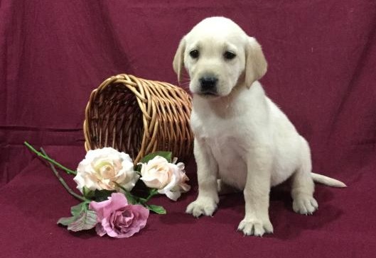 🟥🍁🟥 CANADIAN🎄 Labrador Retriever Puppies 🏠💕Delivery is possible🌎� Image eClassifieds4u