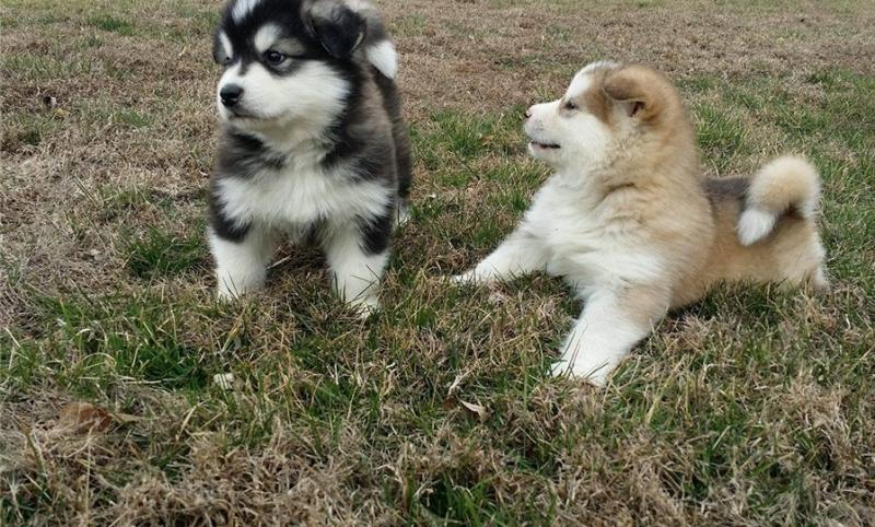 🟥🍁🟥 CANADIAN PEDIGREE 🐕🐕 ALASKAN MALAMUTE 🐶 PUPPIES 🟥🍁🟥 Image eClassifieds4u