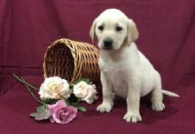 C.K.C MALE AND FEMALE LABRADOR RETRIEVER PUPPIES AVAILABLE