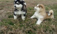 🟥🍁🟥 CANADIAN PEDIGREE 🐕🐕 ALASKAN MALAMUTE 🐶 PUPPIES 🟥🍁🟥