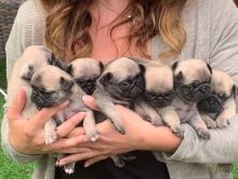 SFHH BNHJHK Home raised Beagle Puppies