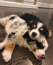 ADORABLE AUSTRALIAN SHEPHERD PUPS FOR ADOPTION (gilbertlims03@gmail.com)