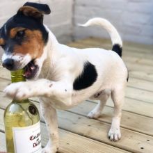 Adorable Kc Jack Russell Terrier Puppies Available For Sale