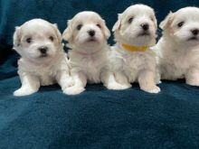 cDFHBGHCV CVBFG Gorgeous Maltese puppies