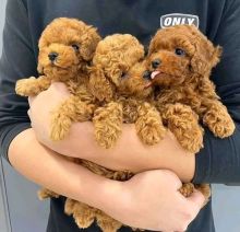 cfhbgn vdgr Toy Poodle puppies for sale