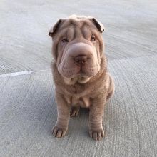 chrjuytb Sharpei Puppies Available For Sale