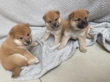 dsg ght Shiba Inu puppies